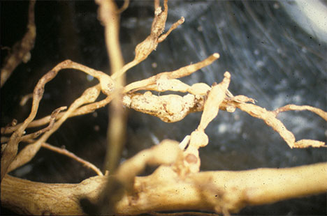 Root-knot Nematode