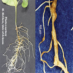 Root-knot Nematode