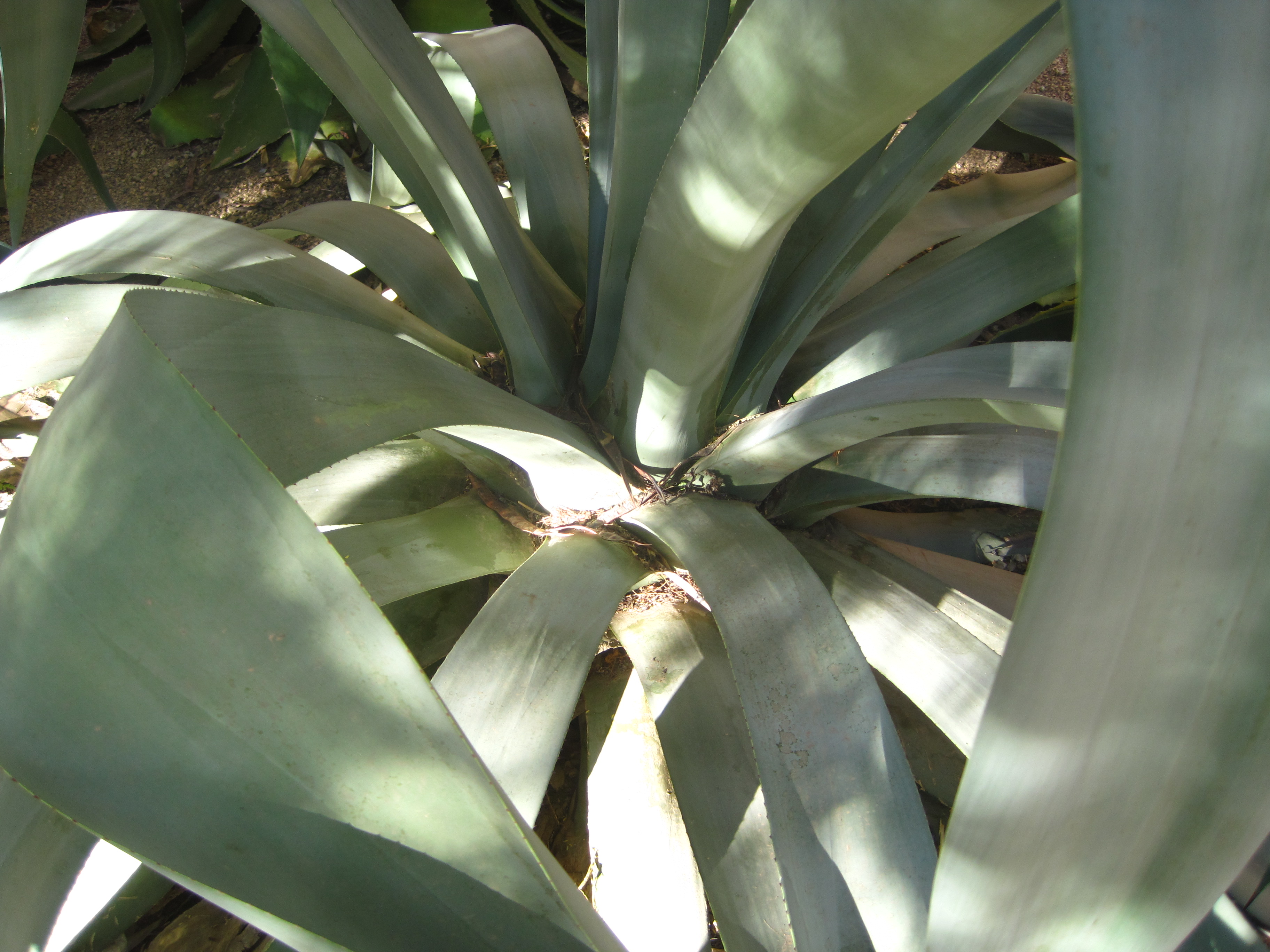 Find Trees & Learn | University of Arizona Campus Arboretum