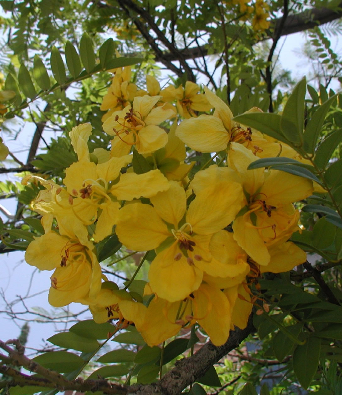 Yellow Flower Cassia Leptophylla Tropical 50 SEEDS Golden Medallion Tree