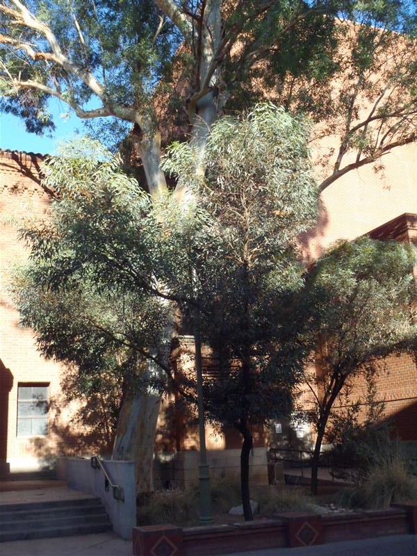 Find Trees & Learn  University of Arizona Campus Arboretum