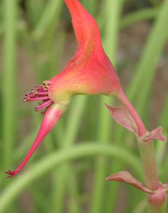 Pedilanthus macrocarpus - Alvarez Nursery