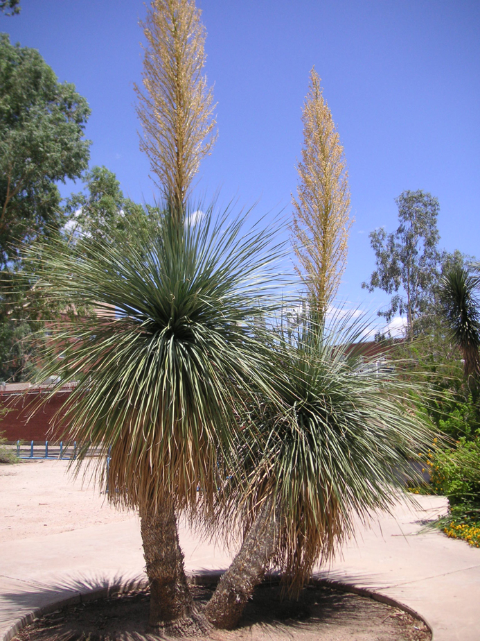 Bear Grass (Nolina beldingii) in Orange County, CA California CA at Roger's  Gardens