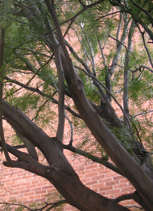 Find Trees And Learn University Of Arizona Campus Arboretum 