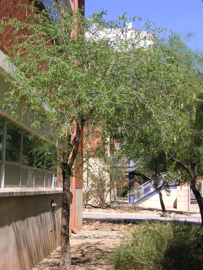 Find Trees And Learn University Of Arizona Campus Arboretum 