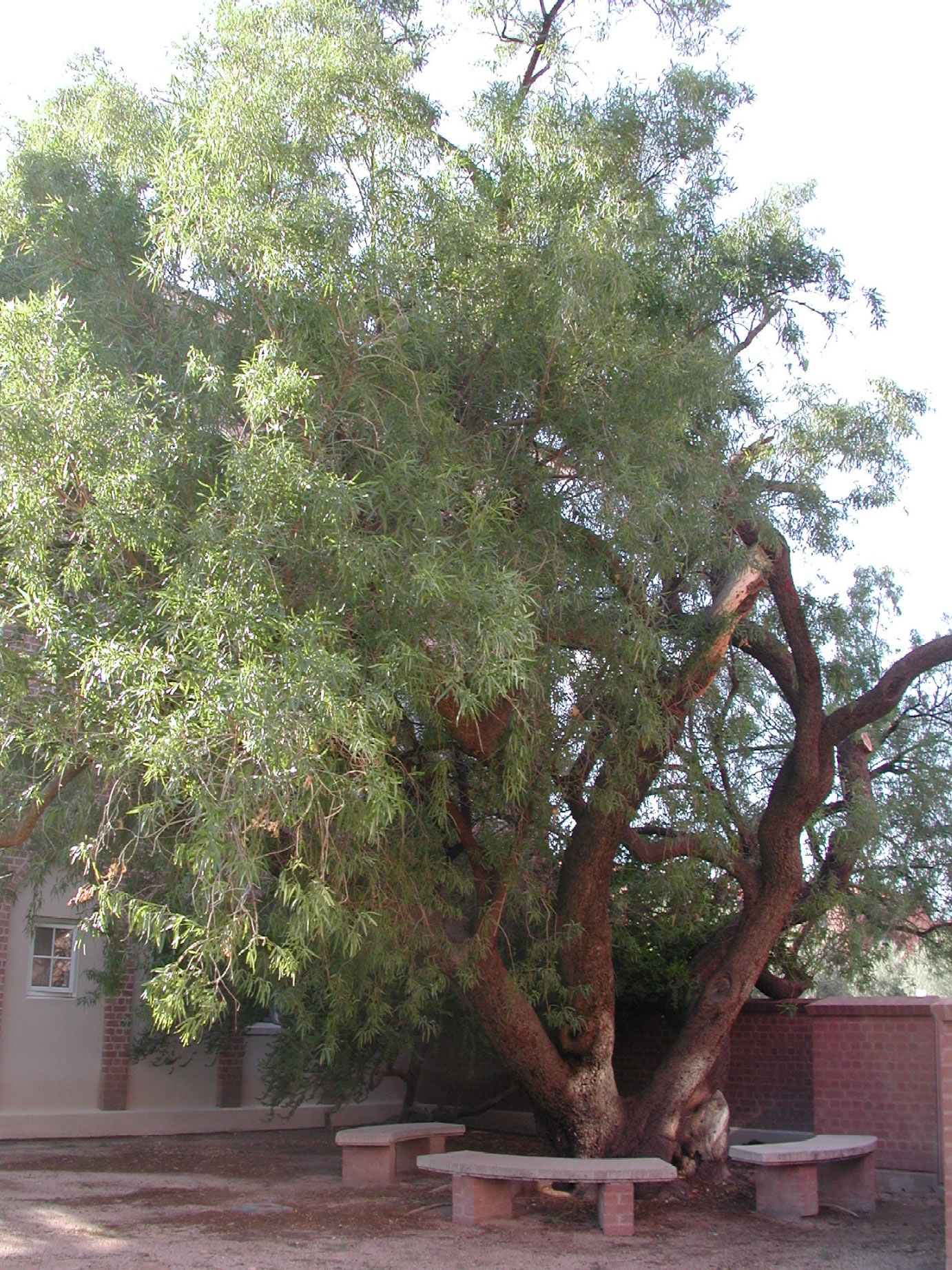 Find Trees & Learn | University of Arizona Campus Arboretum