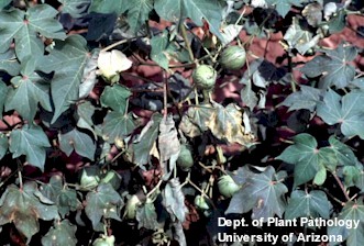 verticillium cotton dahliae leaf wilt diseases necrosis arizona wilting cals apps edu