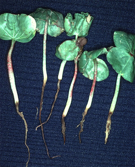 Root Rot of Cotton